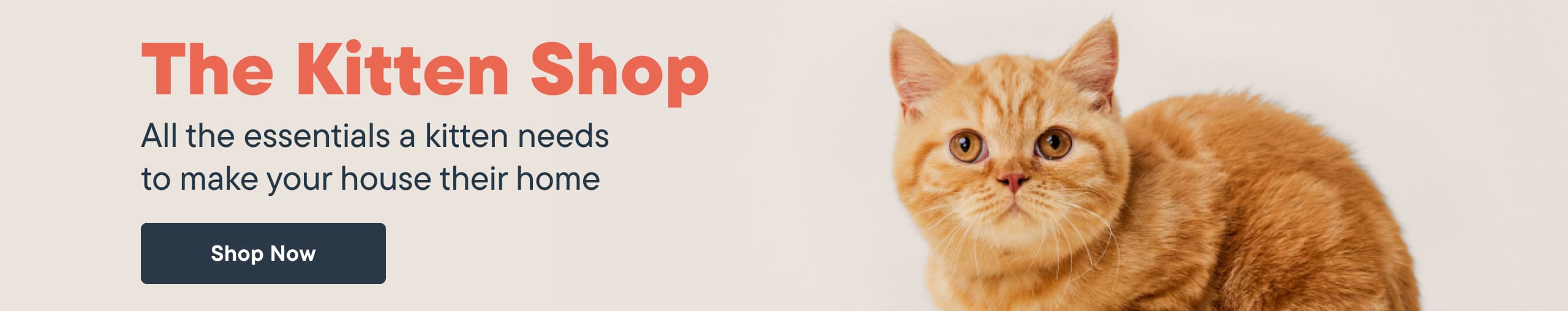 The Kitten Shop, All the essentials a kitten needs to make your house their home