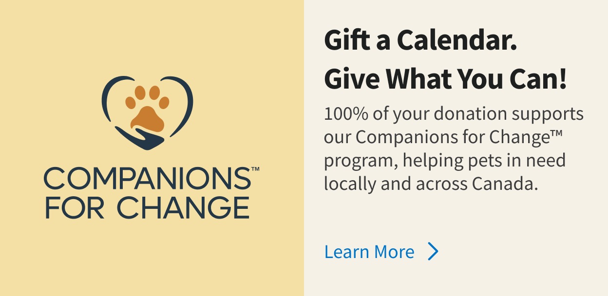 Companions for change program