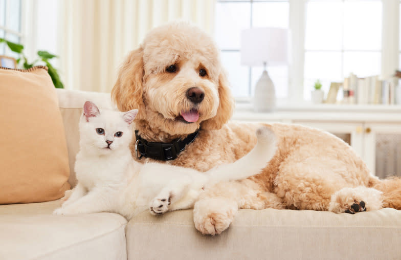 cat and dog sitting together in the couch