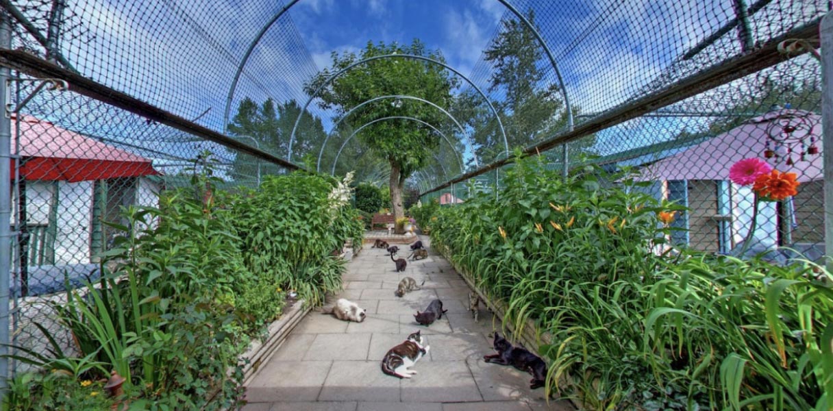 Multiple rescue cats lie on the ground in a sunny garden, under a blue sky