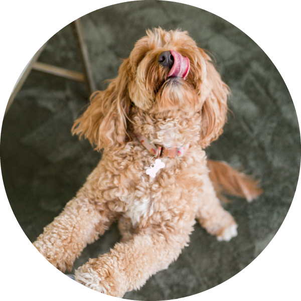 Dog Treats