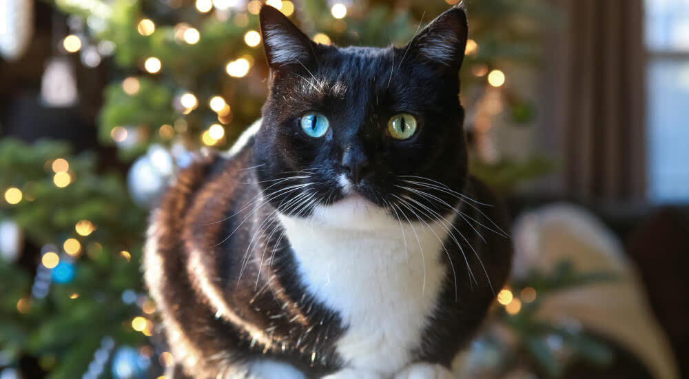 black and white cat sitting in front of a christmas tree