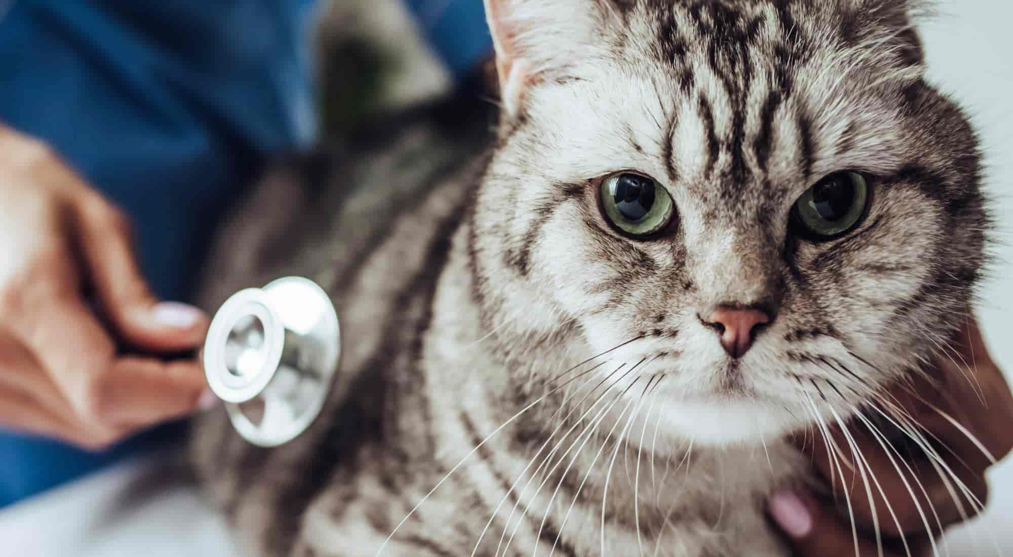 Cat with stripes visiting the vet