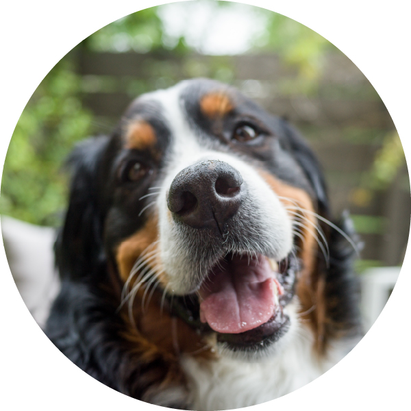 Freeze-Dried Dog Food