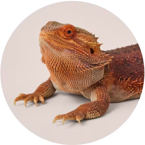 Reptile - No Background