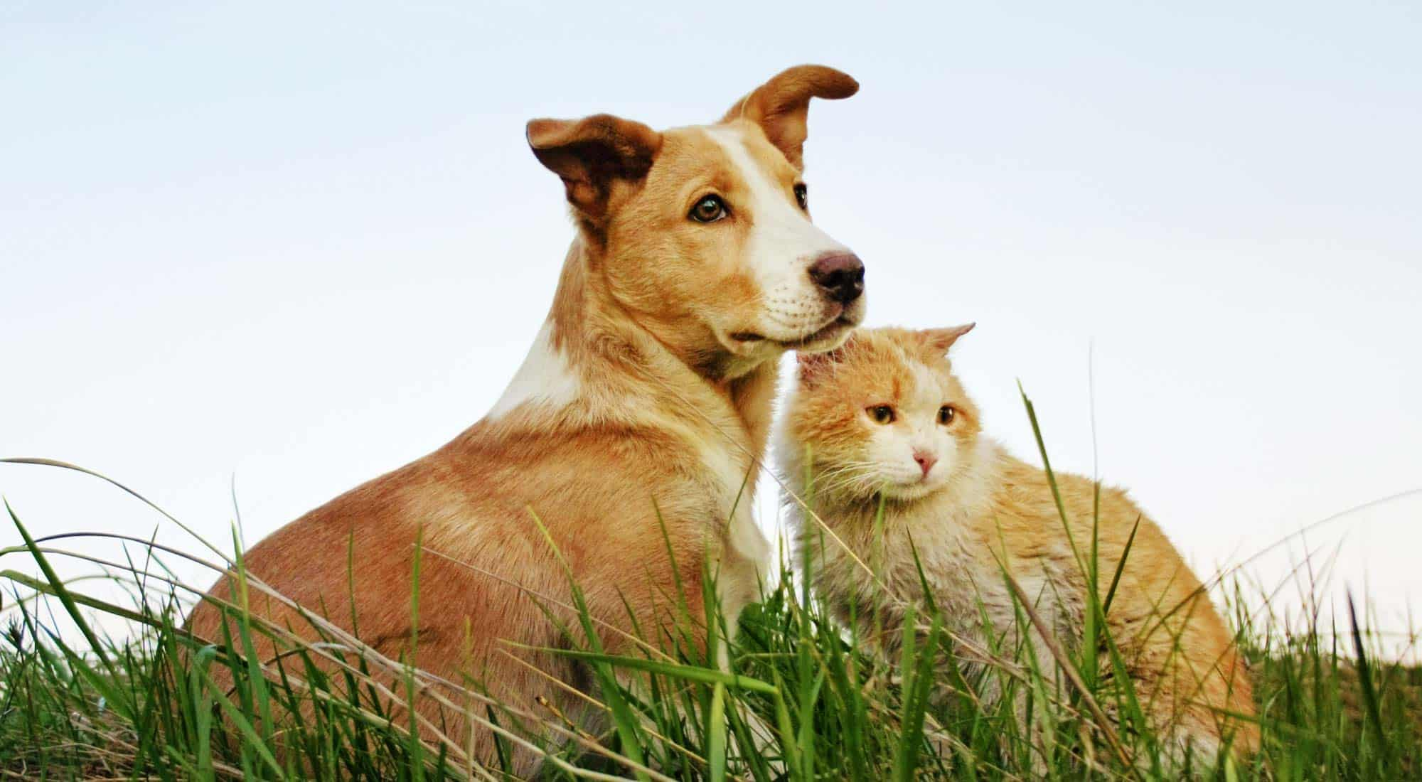 Orange dog and cat sitting in grass