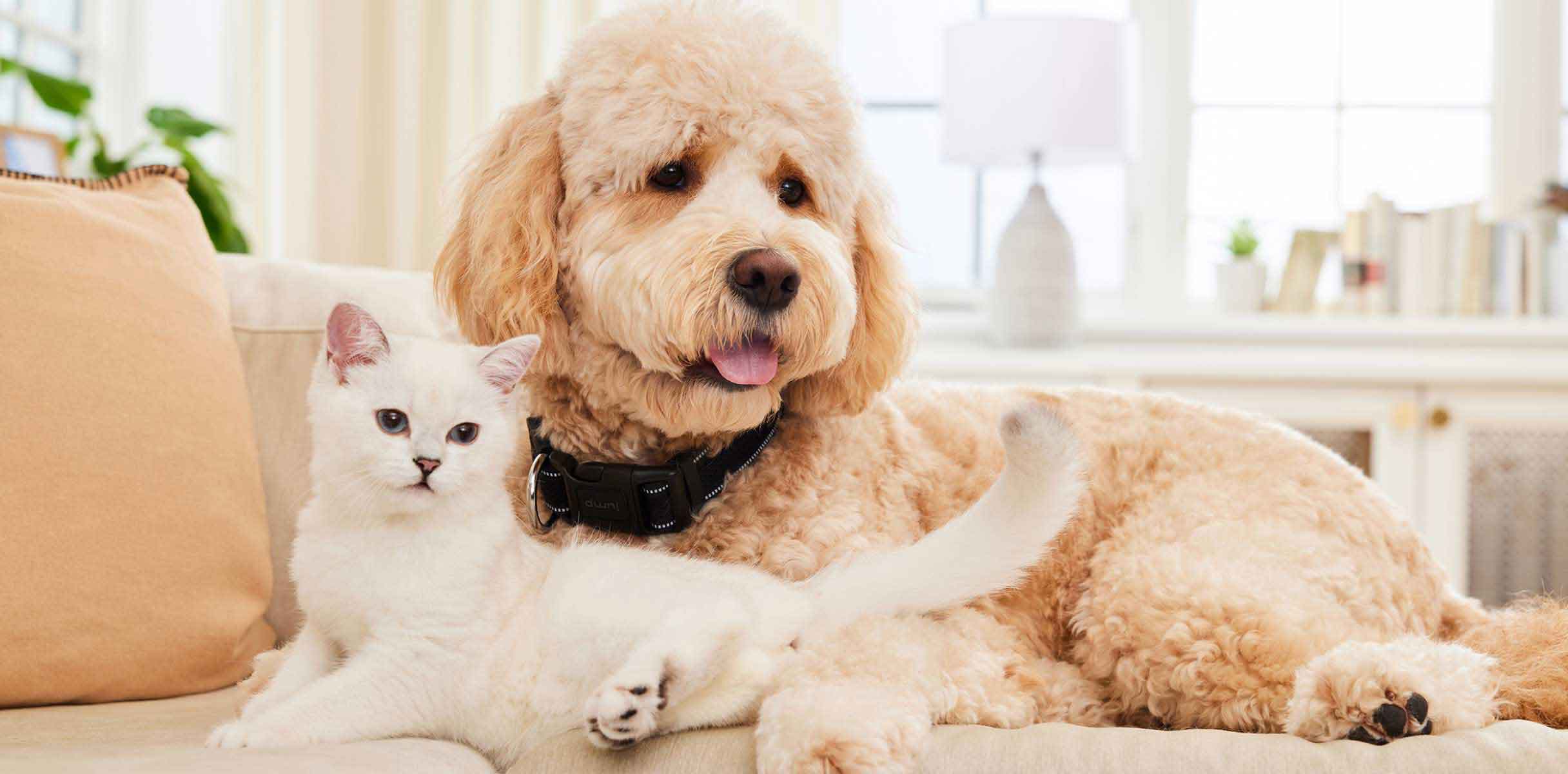 cat and dog sitting together in the couch