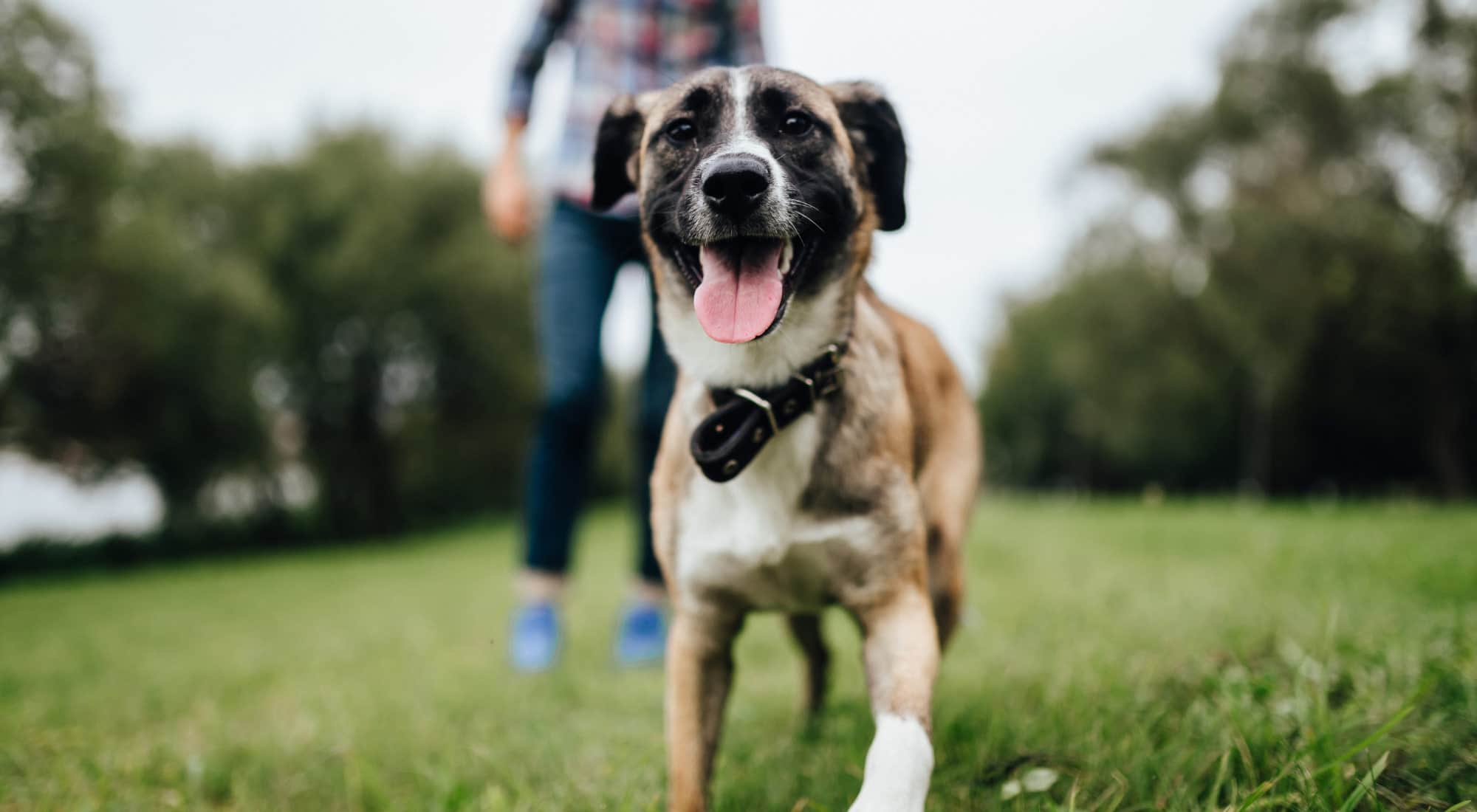 Senior dog running through field with owner