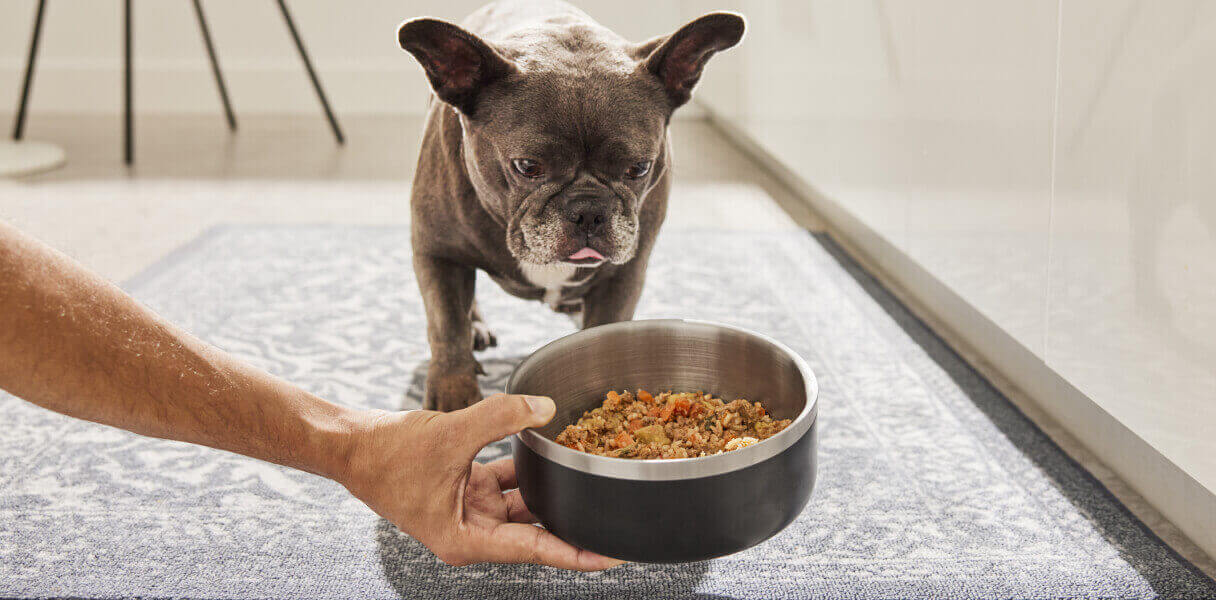 Man serves gently cooked performatrin culinary food to his furry BFF.