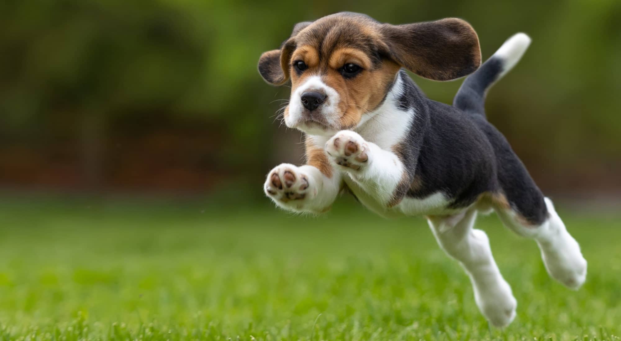 Puppy leaping on a lawn