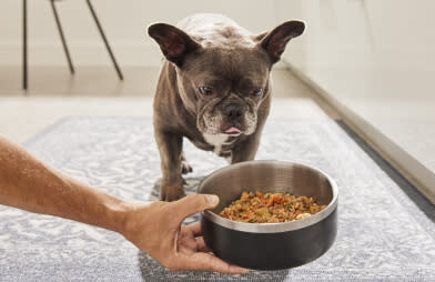 Man serves gently cooked performatrin culinary food to his furry BFF.