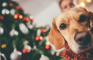 Dog sitting by the his owner and christmas tree