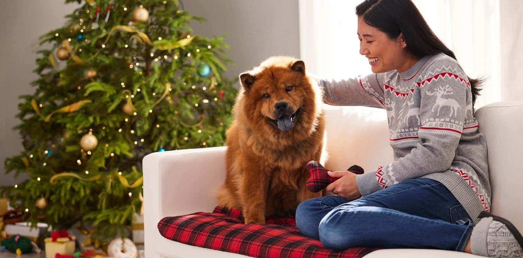 Chow Chow dog sitting on a couch with Christmas tree, gift boxes, and decorations around