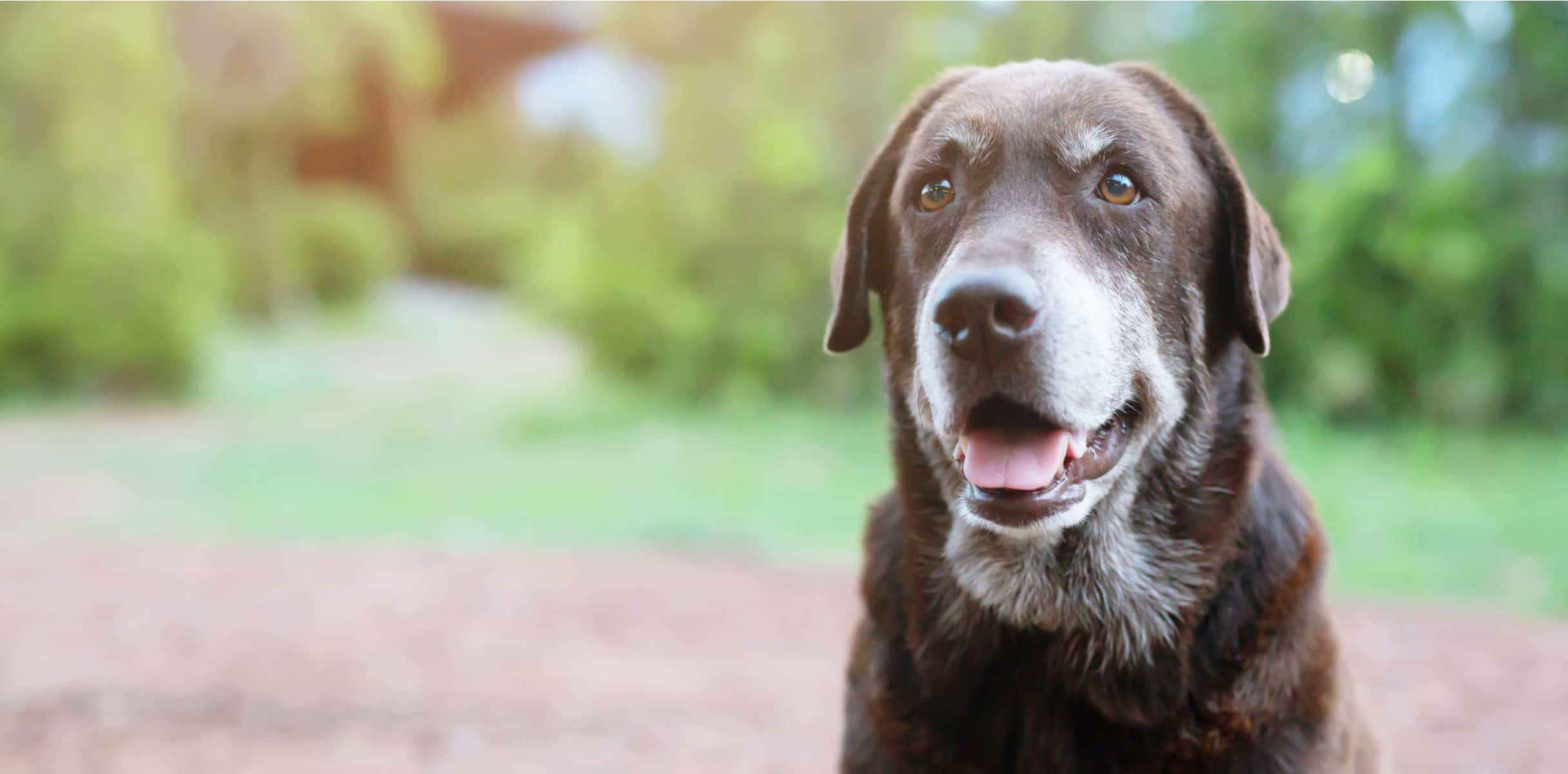 Senior dog sitting in a park