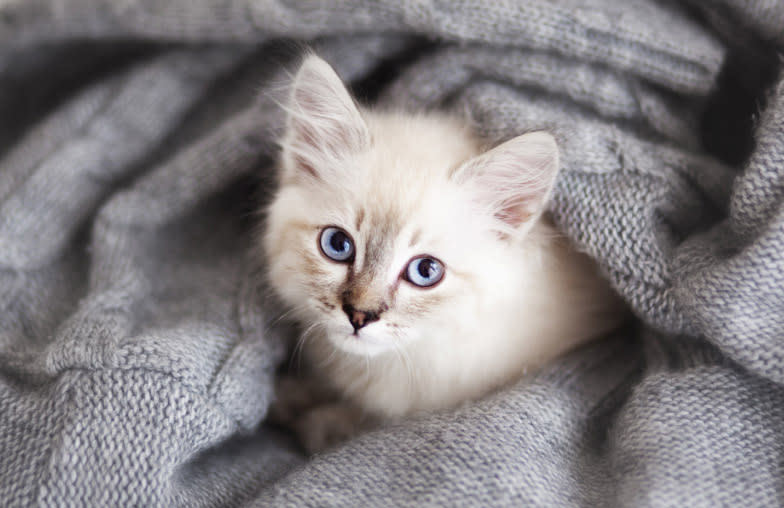 white kitten sitting and wrapped in a blanket looking up