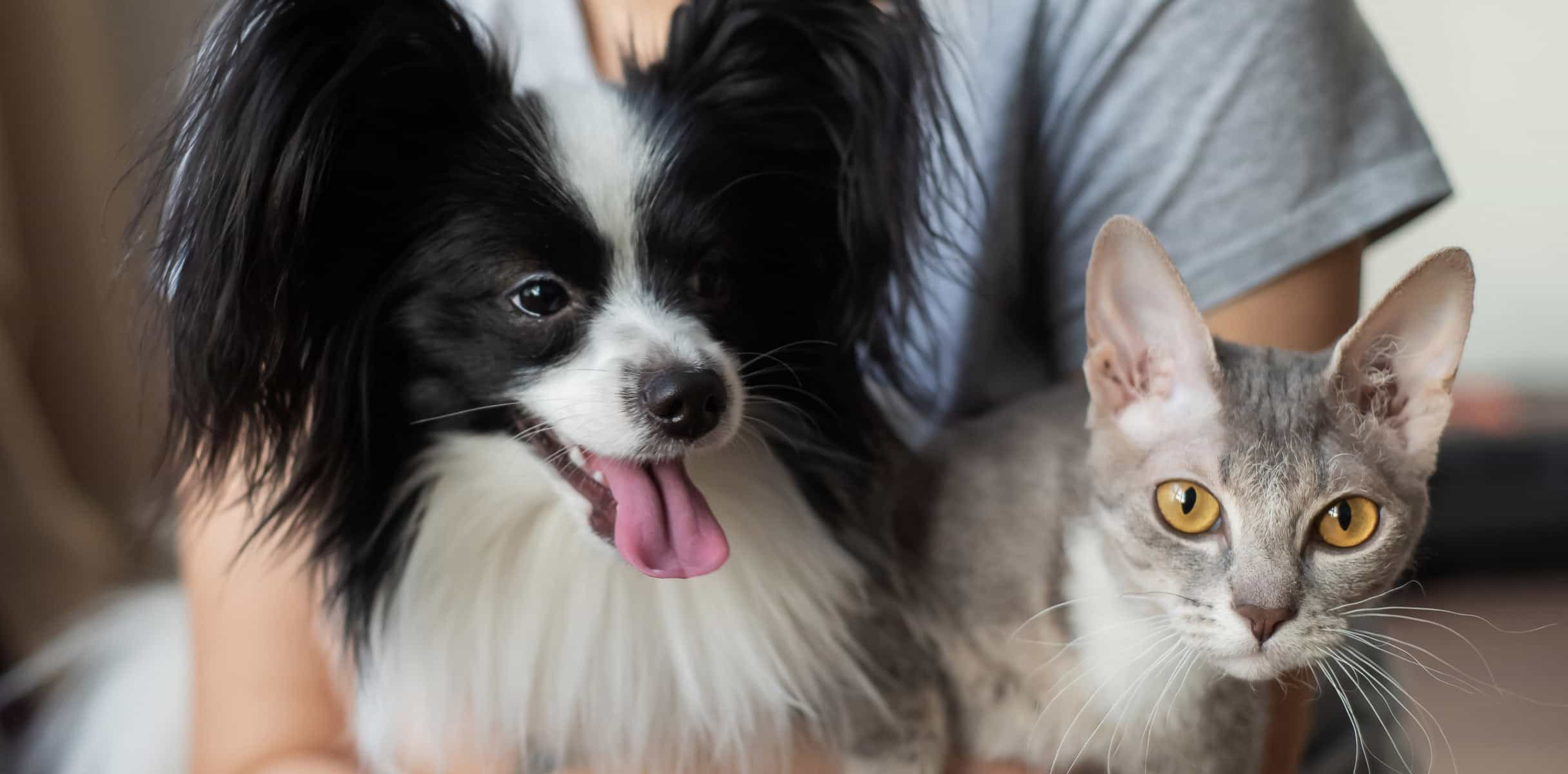 Adult dog and cat on a sofa together