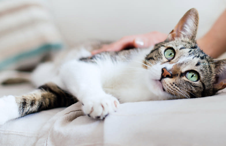 cat lying in the couch beside the pet owner