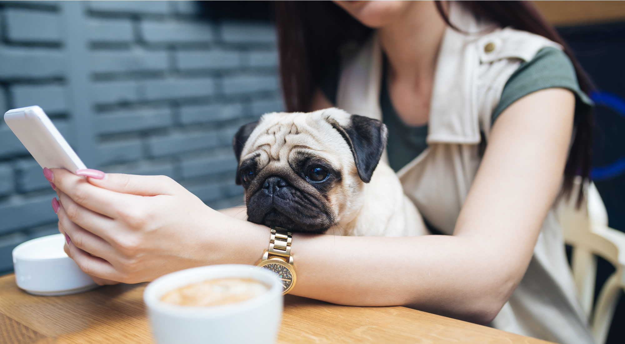 A pug sitting on a DPLs lap at a coffee shop table.