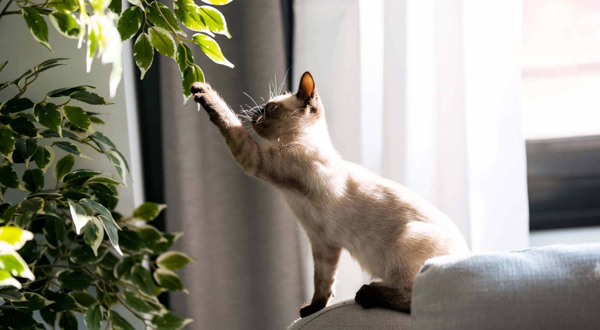 a cat scratching a plant