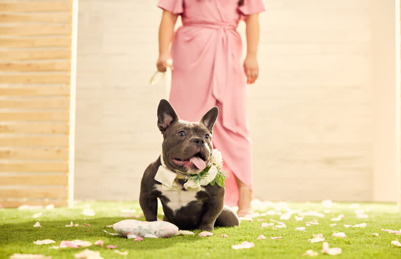 A dog sitting in front of his owner in a wedding