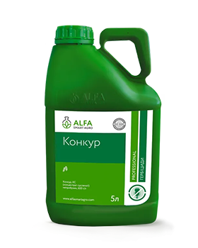Конкур, КС