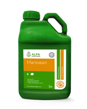 Наповал, КС