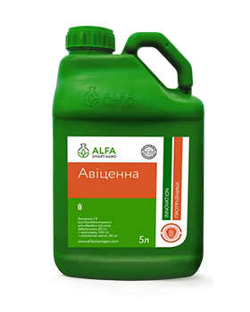 Авіценна, СЕ