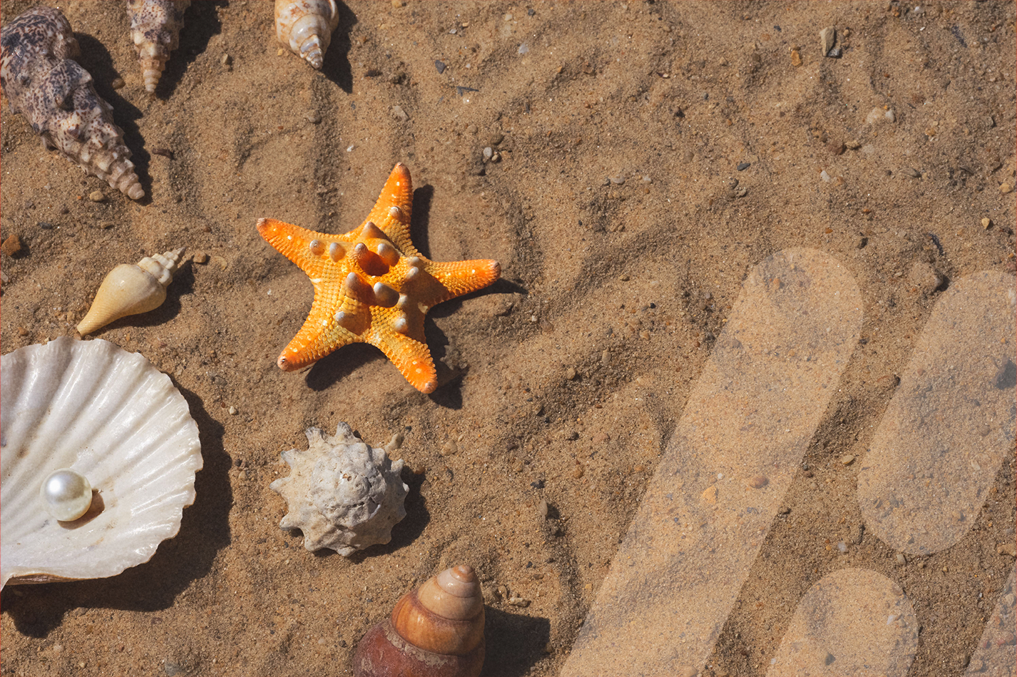 Verschiedene Muscheln, Schneckenhäuser und ein orangefarbener Seestern liegen im Sand. Links ist eine geöffnete Muschel mit einer Perle zu sehen, rechts ein Fußabdruck im Sand.