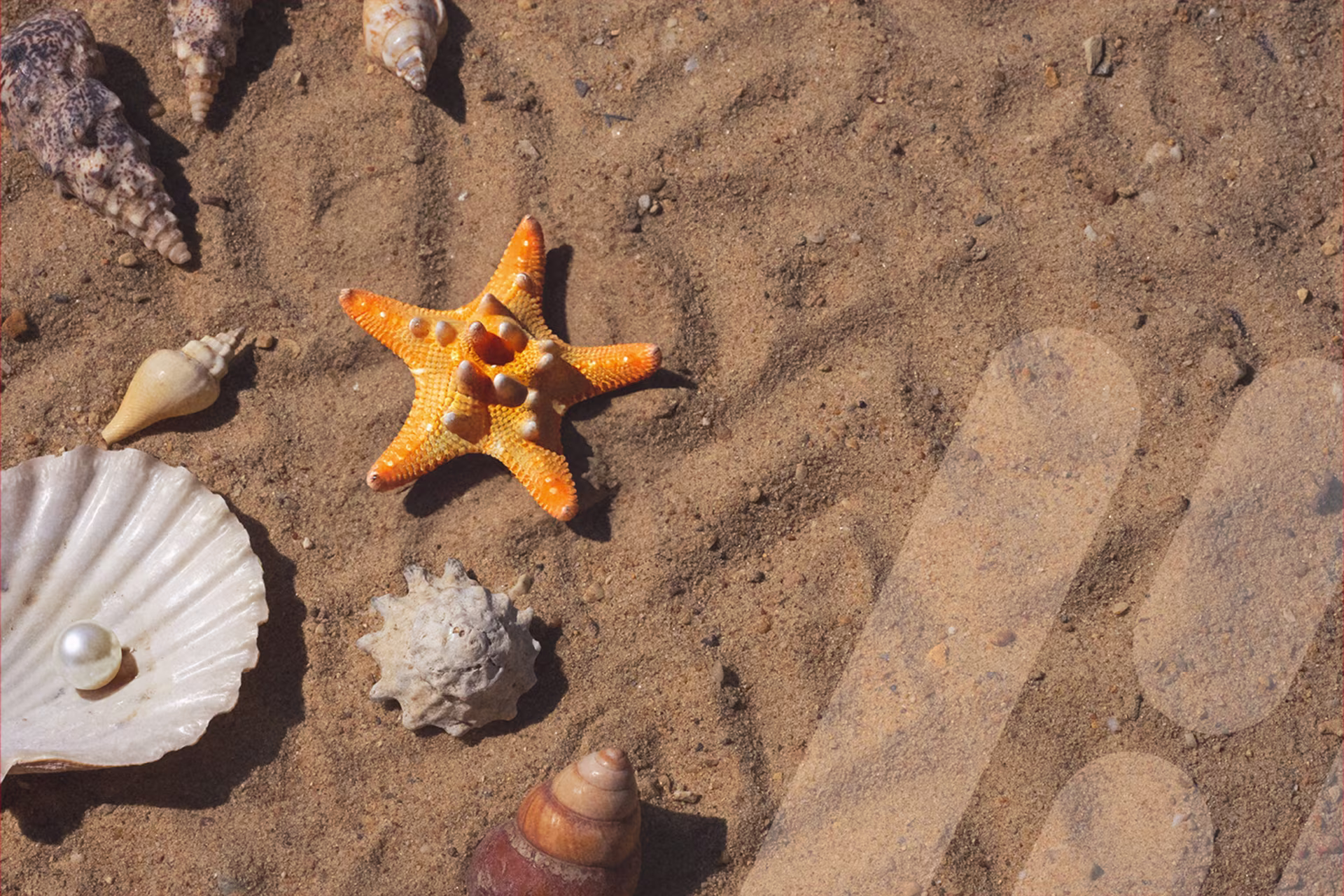Verschiedene Muscheln, Schneckenhäuser und ein orangefarbener Seestern liegen im Sand. Links ist eine geöffnete Muschel mit einer Perle zu sehen, rechts ein Fußabdruck im Sand.