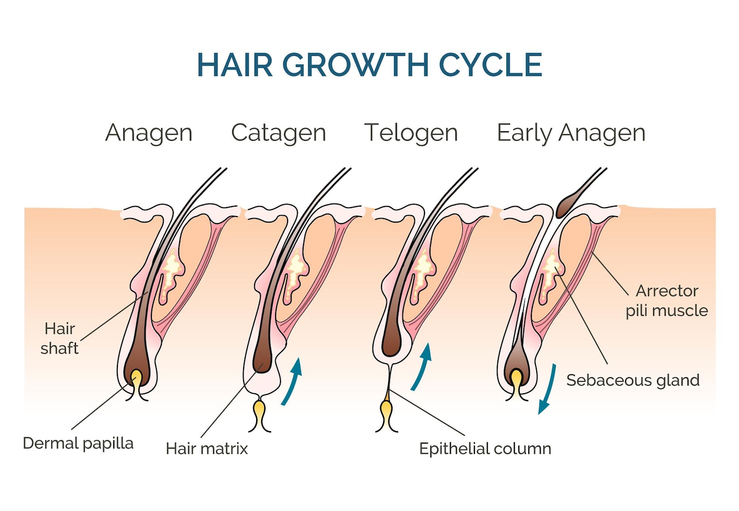 Understanding The Fascinating Stages Of Hair Growth