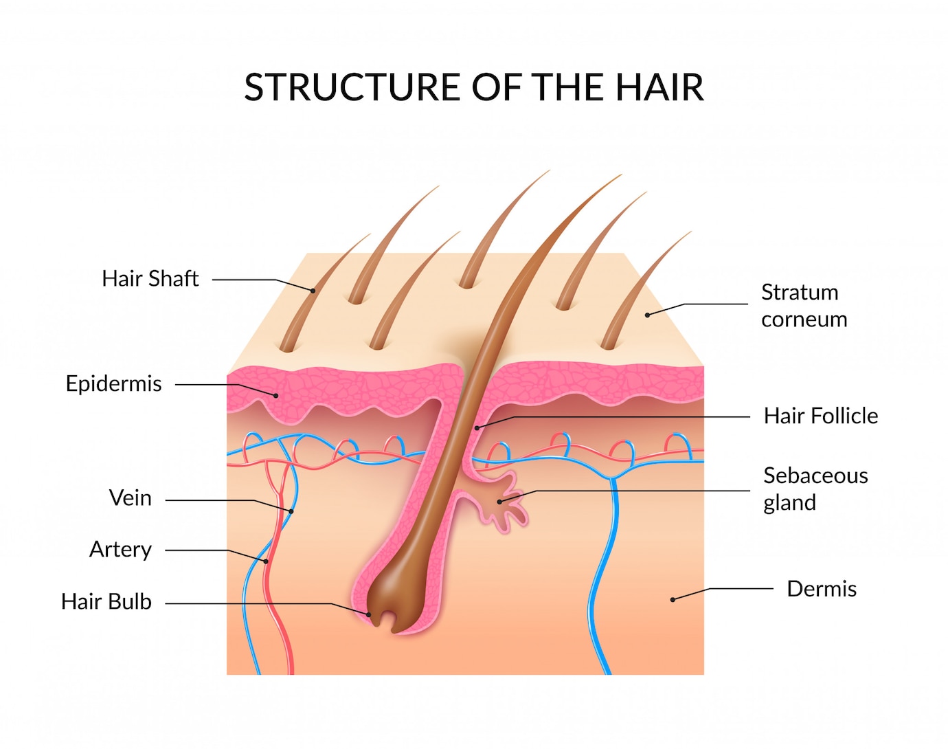 structure-hair-infographic 1284-32616