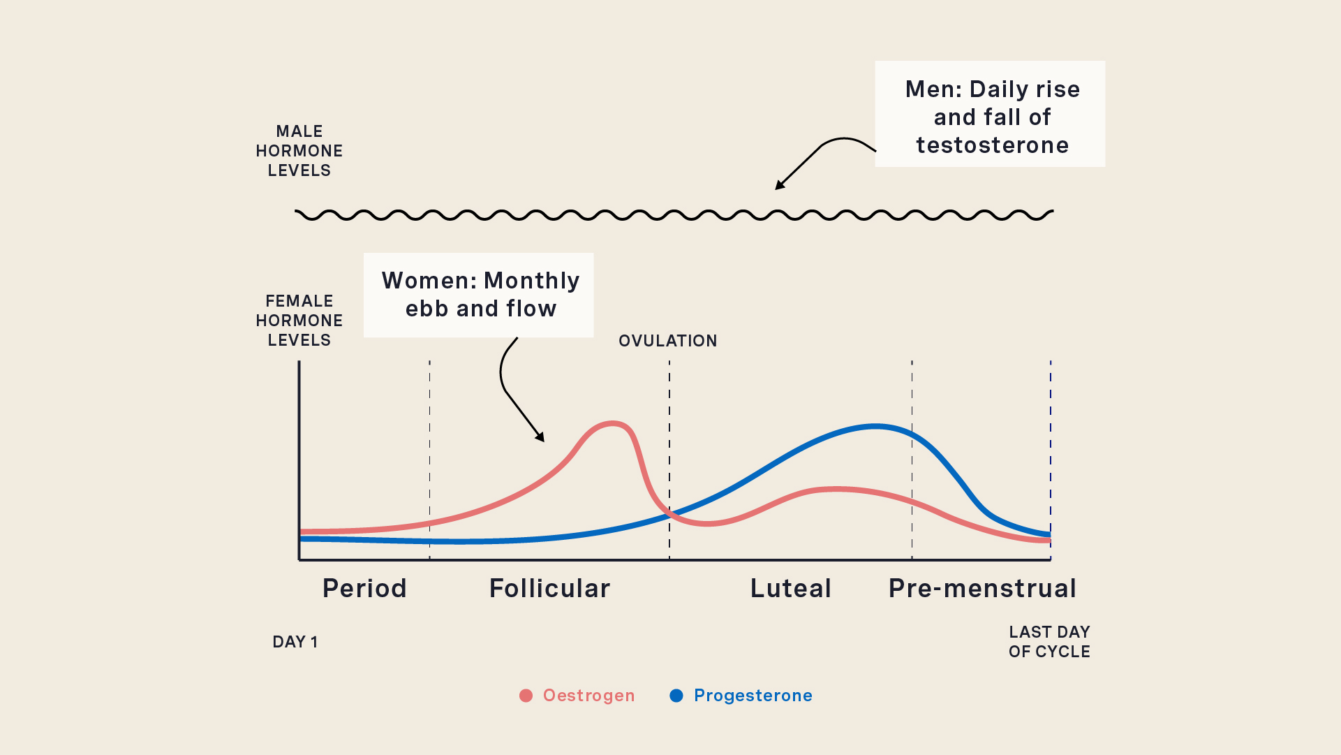 male vs female hormones cycle mapping syncing