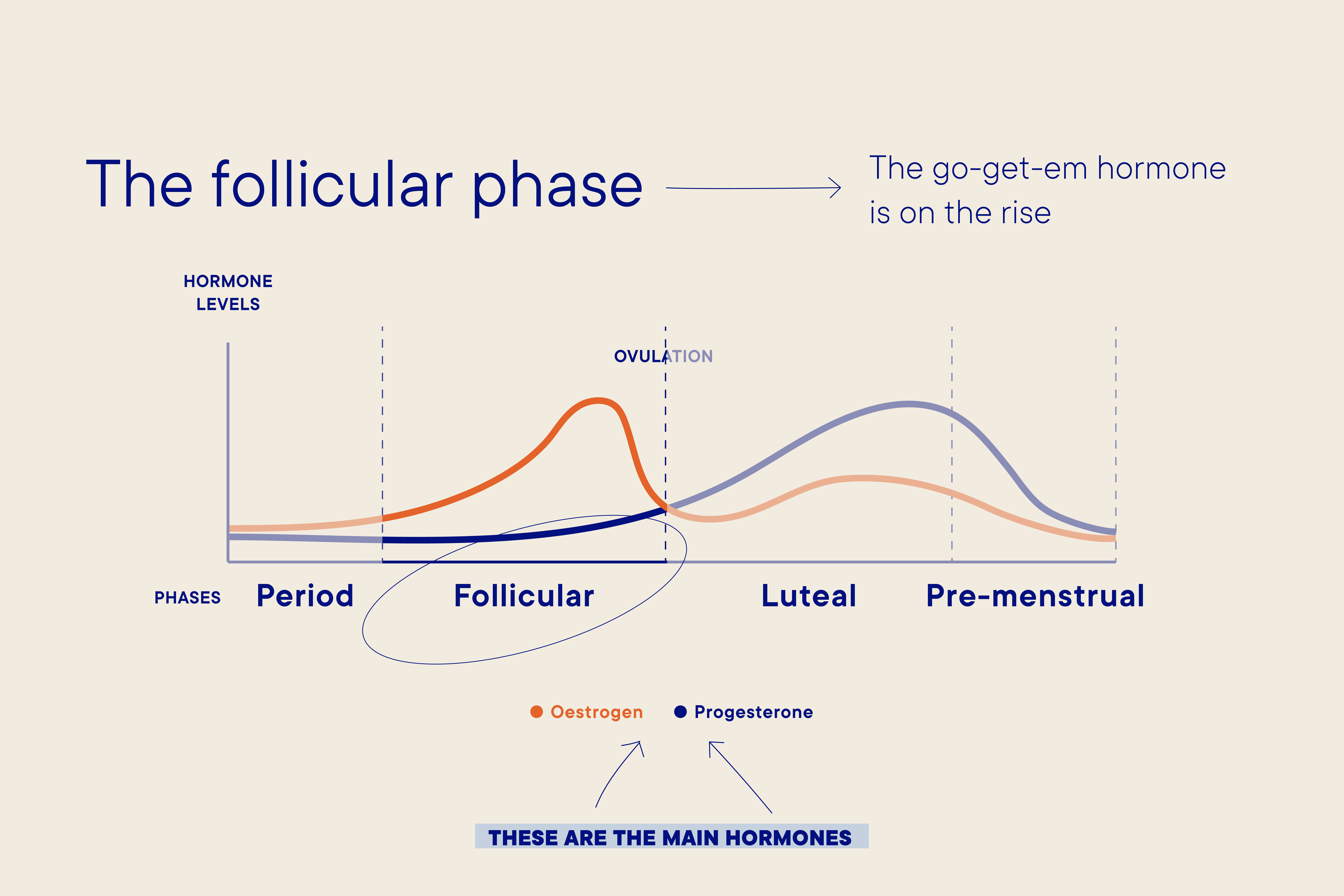 Menstrual Cycle- Phases of Menstrual Cycle and Role of Hormones