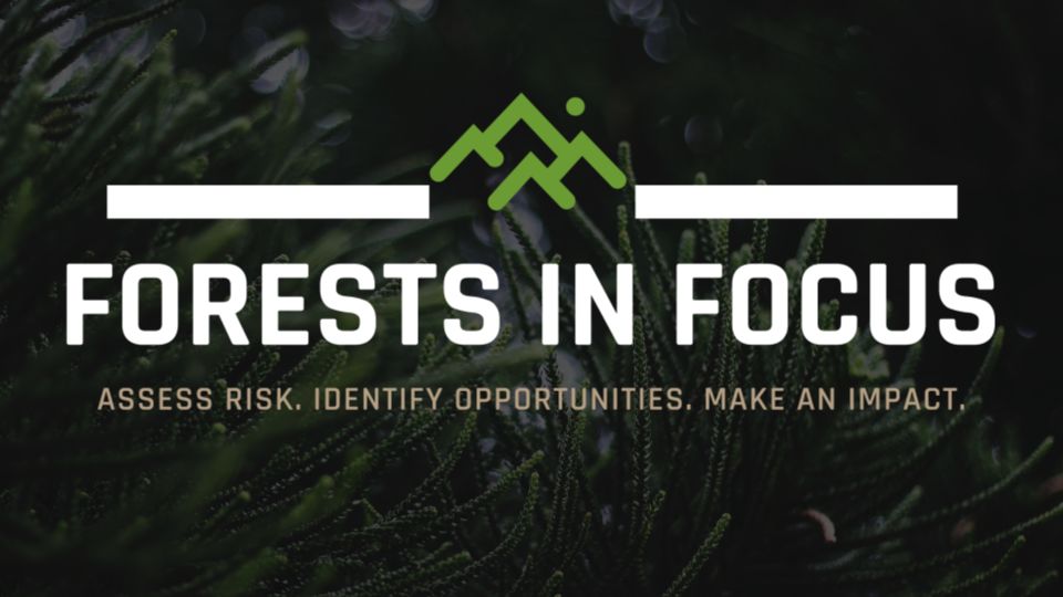 Logo-Forests in Focus