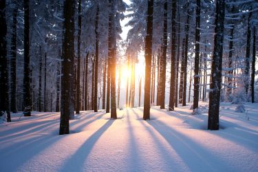 A snowy forest is illuminated by sunrise.