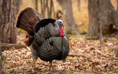 A wild turkey stands in the fall foliage. Male turkey are recognized by their large size, their colorful face, and distinctive, fanned plumage.