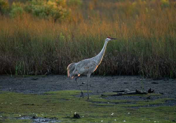 Birding Blog 2 Sandhill Crane