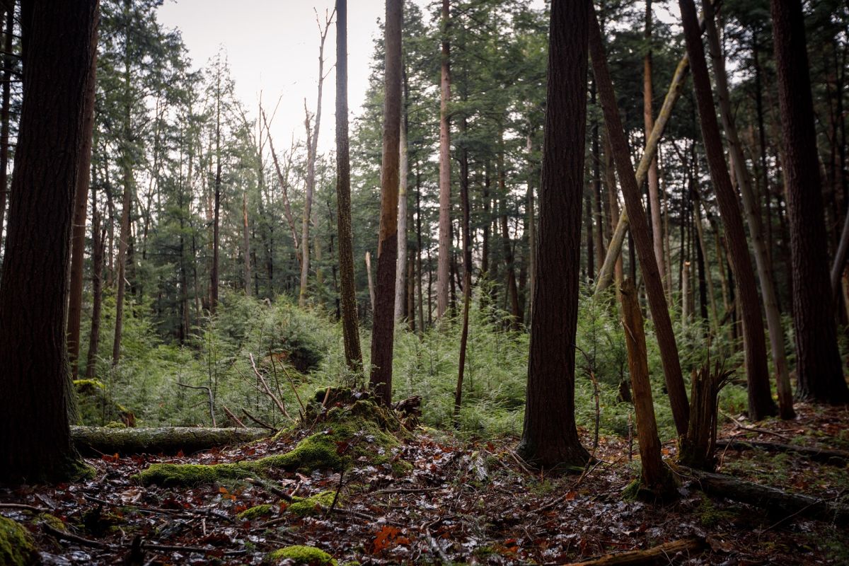 AFF-Susan Benedict (PA, landowner)-forest