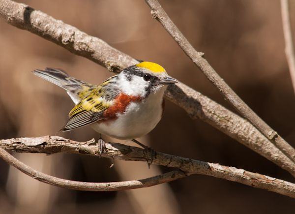 Chestnut Sided Warbler-Shutterstock