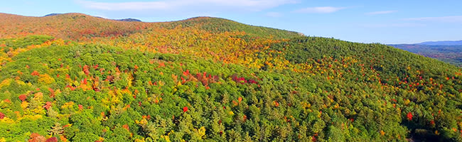 New England Forest Landscape-Shutterstock 