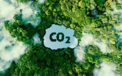 Whether you’re a landowner, forester, or corporation, understanding carbon terms is critical to taking advantage of the market’s opportunities and ensuring your participation in high-quality programs.