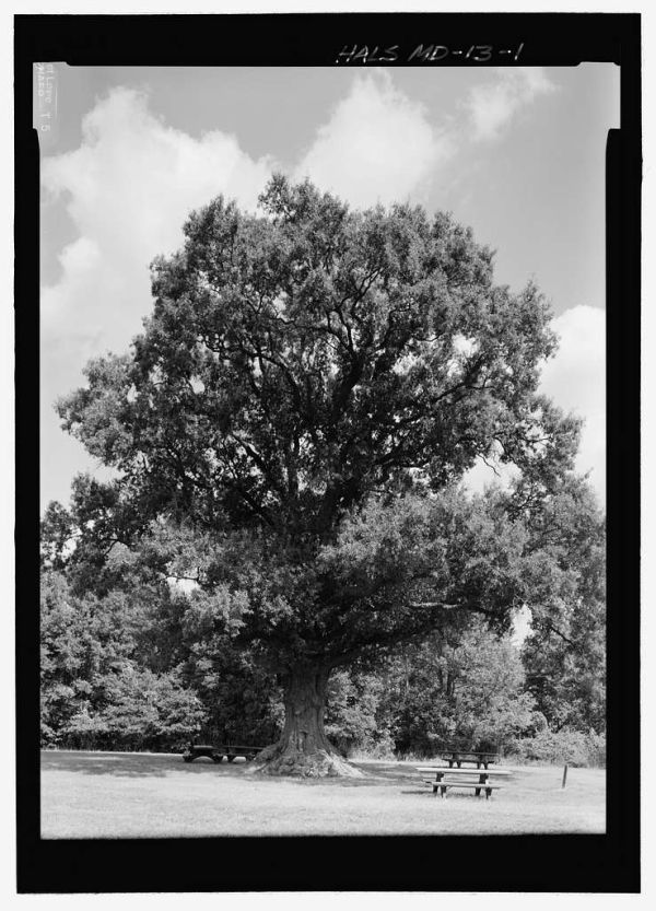 war-of-1812-willow-oak-near-parking-lot-oxon-hill-prince-georges-county-md