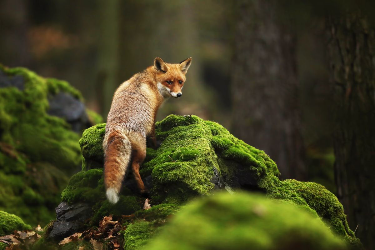 AFF Red-Fox-Frank-Weber-Wildlife