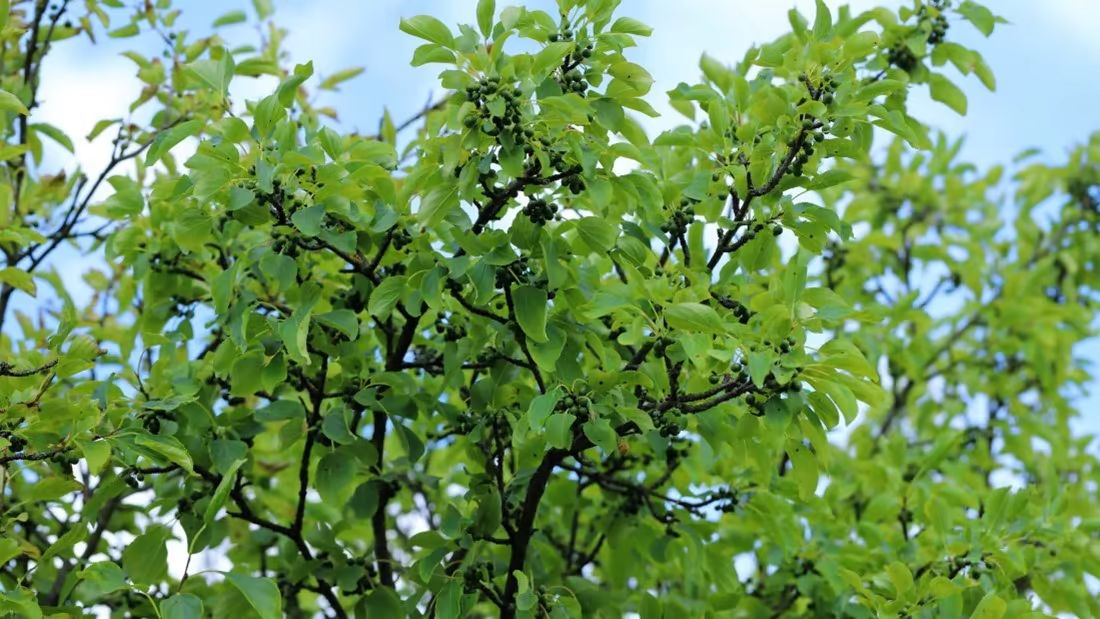 Common Buckthorn Family Forest Carbon Program