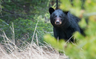 A black bear stands in tall shrubs and looks towards the camera. It's body is mostly obscured by leafy coverage.