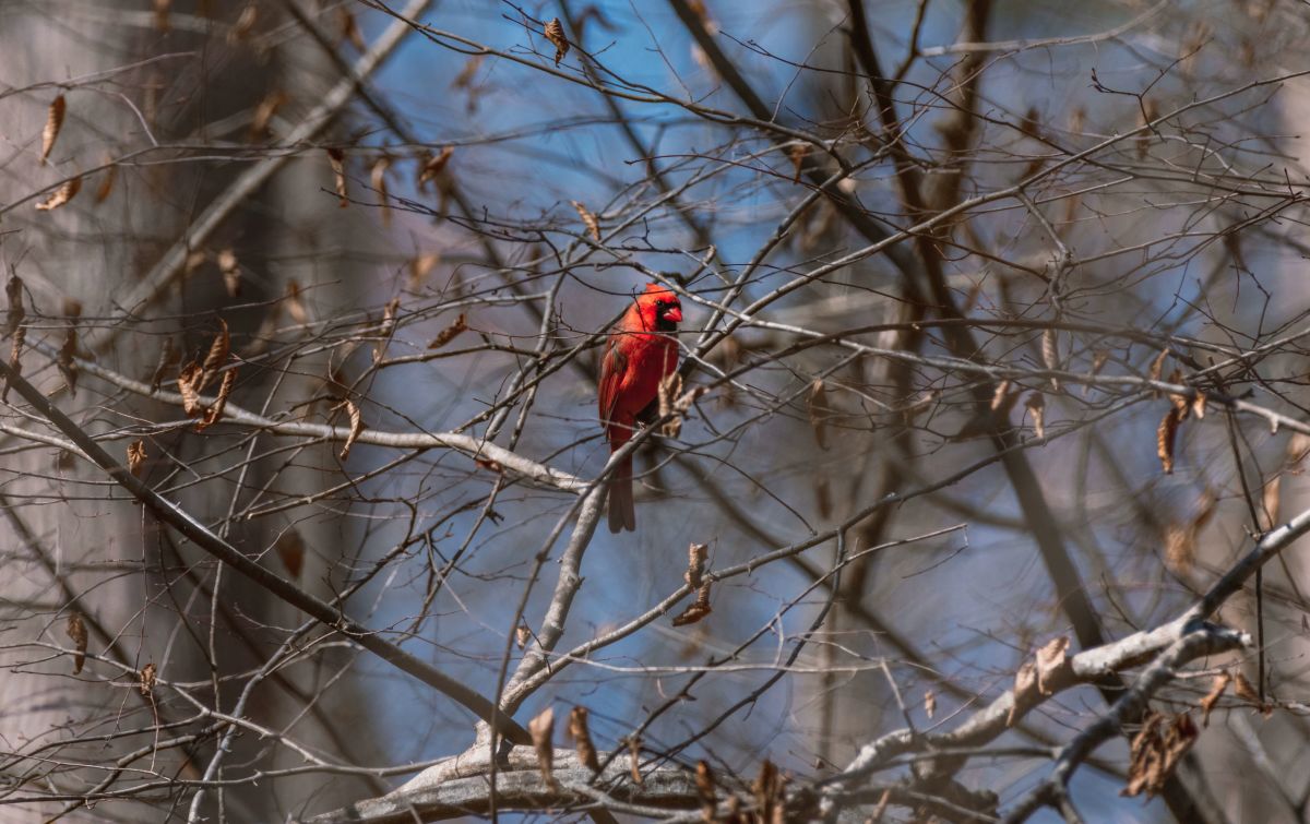 Northern Cardinal Open Image