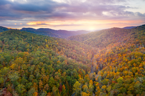 NC Forest Image