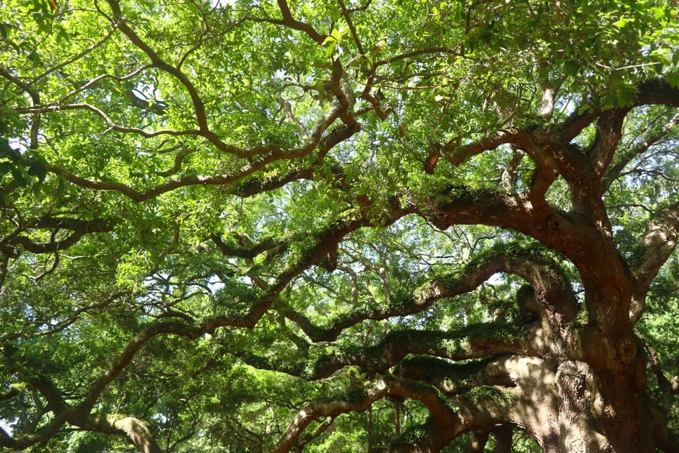 View from the forest floor of branches of a huge live oak tree.