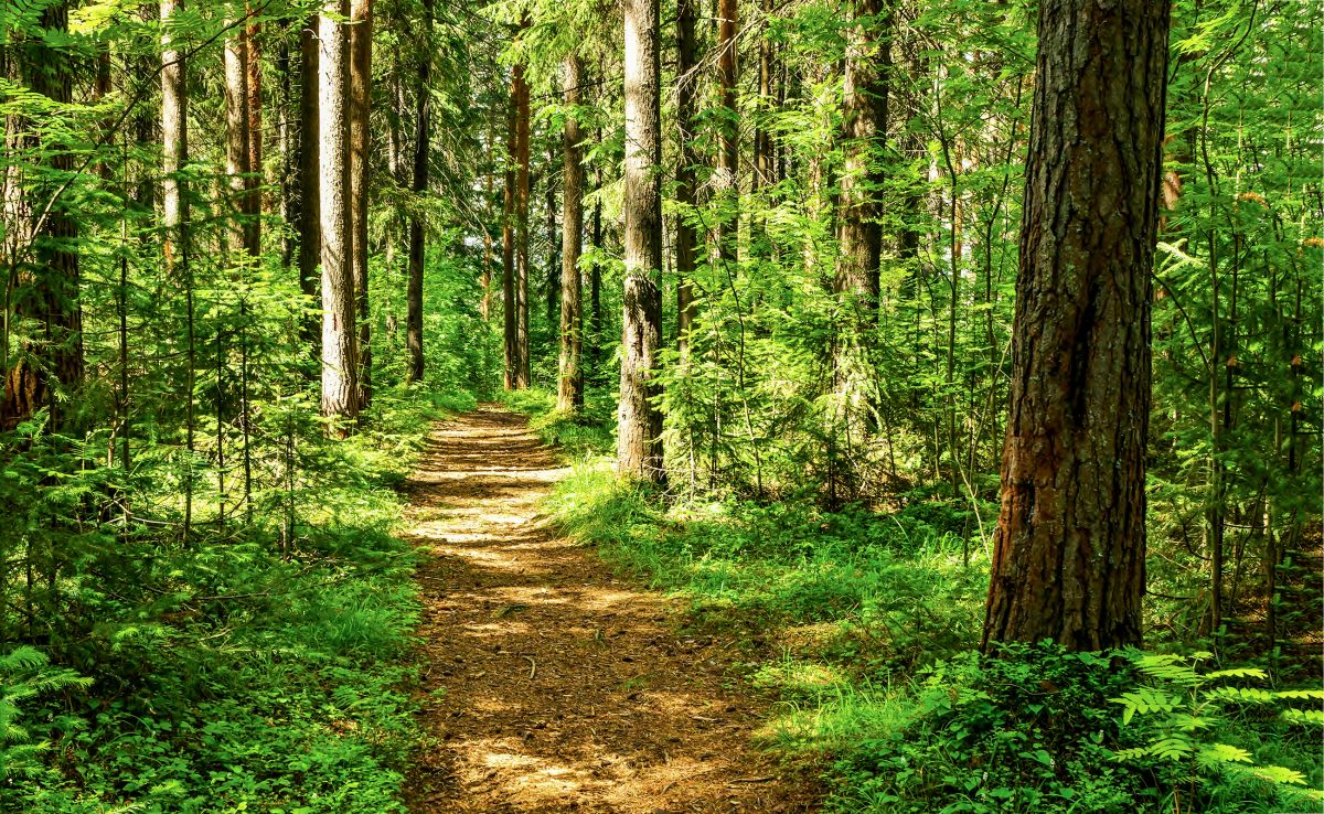 Trail through a hardwood forest