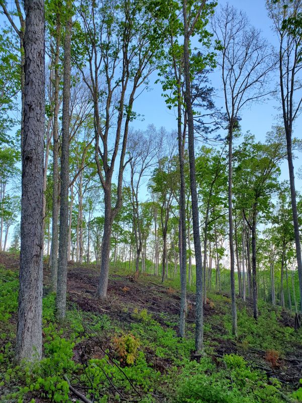 White Oak Forest-Dwayne Wright